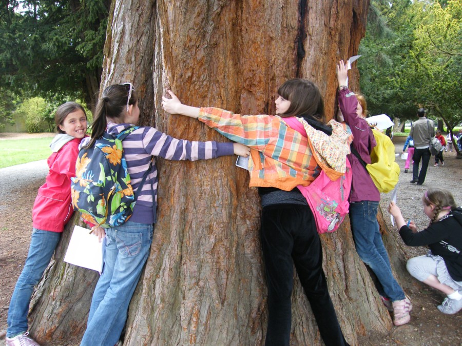 Hugging a Redwood Tree in the park